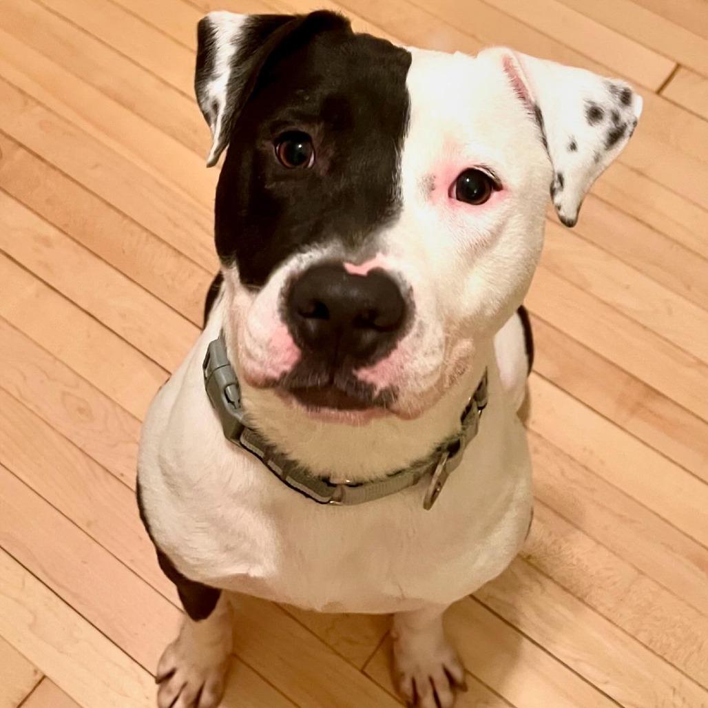 Steve, a Adoptable mixed breed in Wauwatosa, WI image 4/6