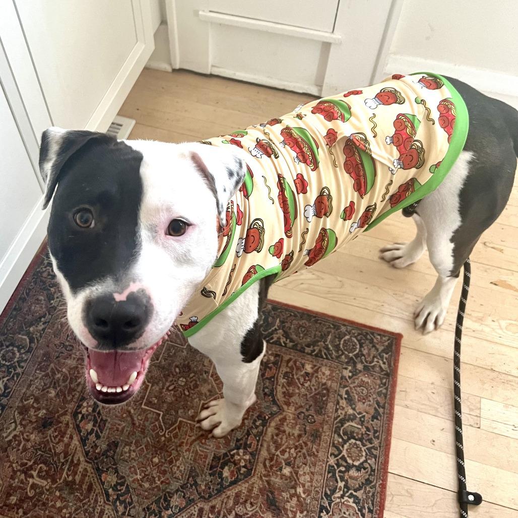 Steve, a Adoptable mixed breed in Wauwatosa, WI image 5/6