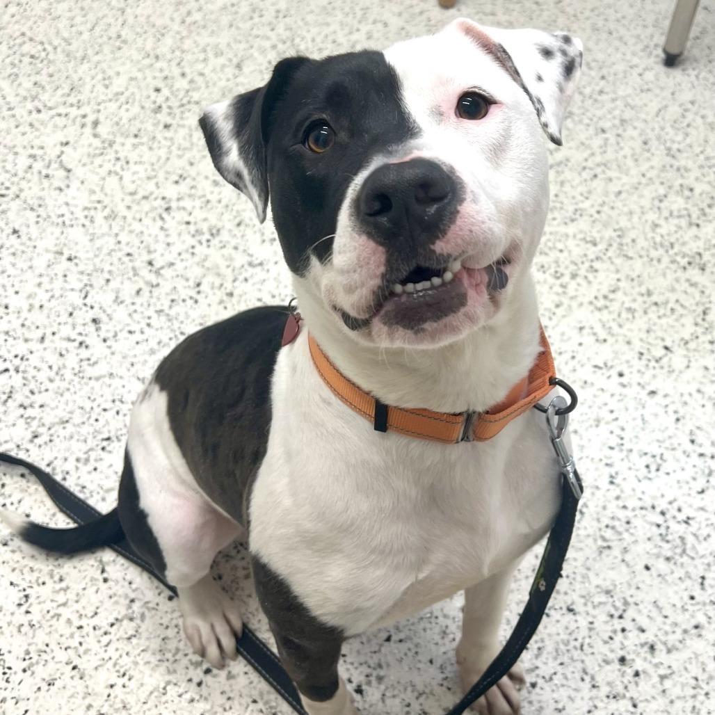 Steve, a Adoptable mixed breed in Wauwatosa, WI image 6/6