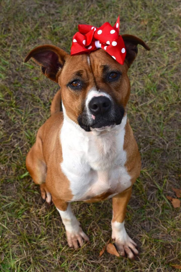 Lexa, an adoptable American Bulldog in Staunton, VA_image-1