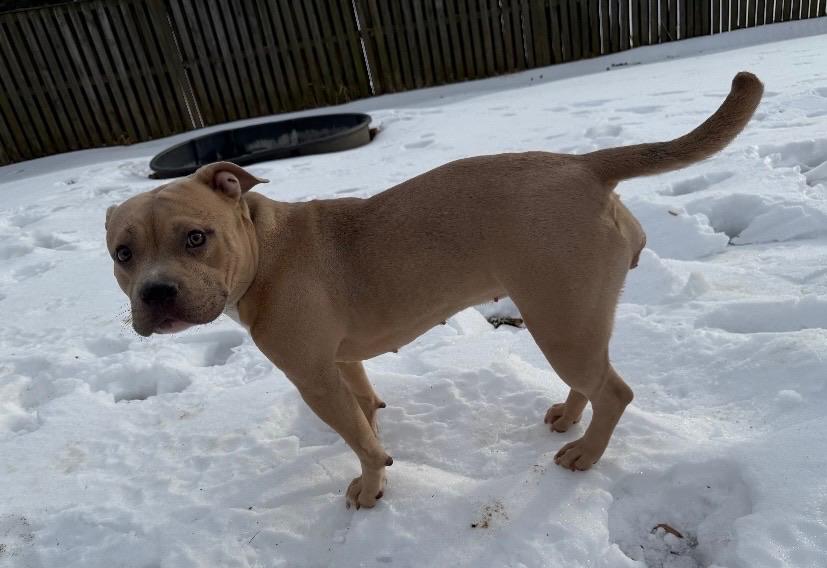 Sissy, a ADOPTABLE mixed breed in Chesapeake Beach, MD image 3/6