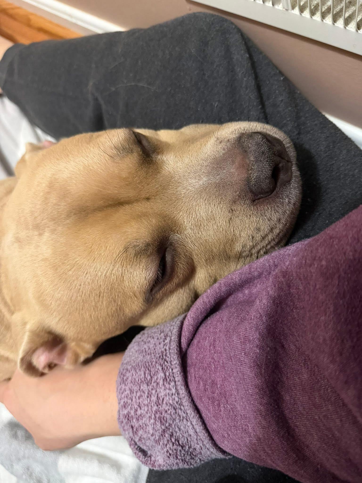 Sissy, a ADOPTABLE mixed breed in Chesapeake Beach, MD image 5/6