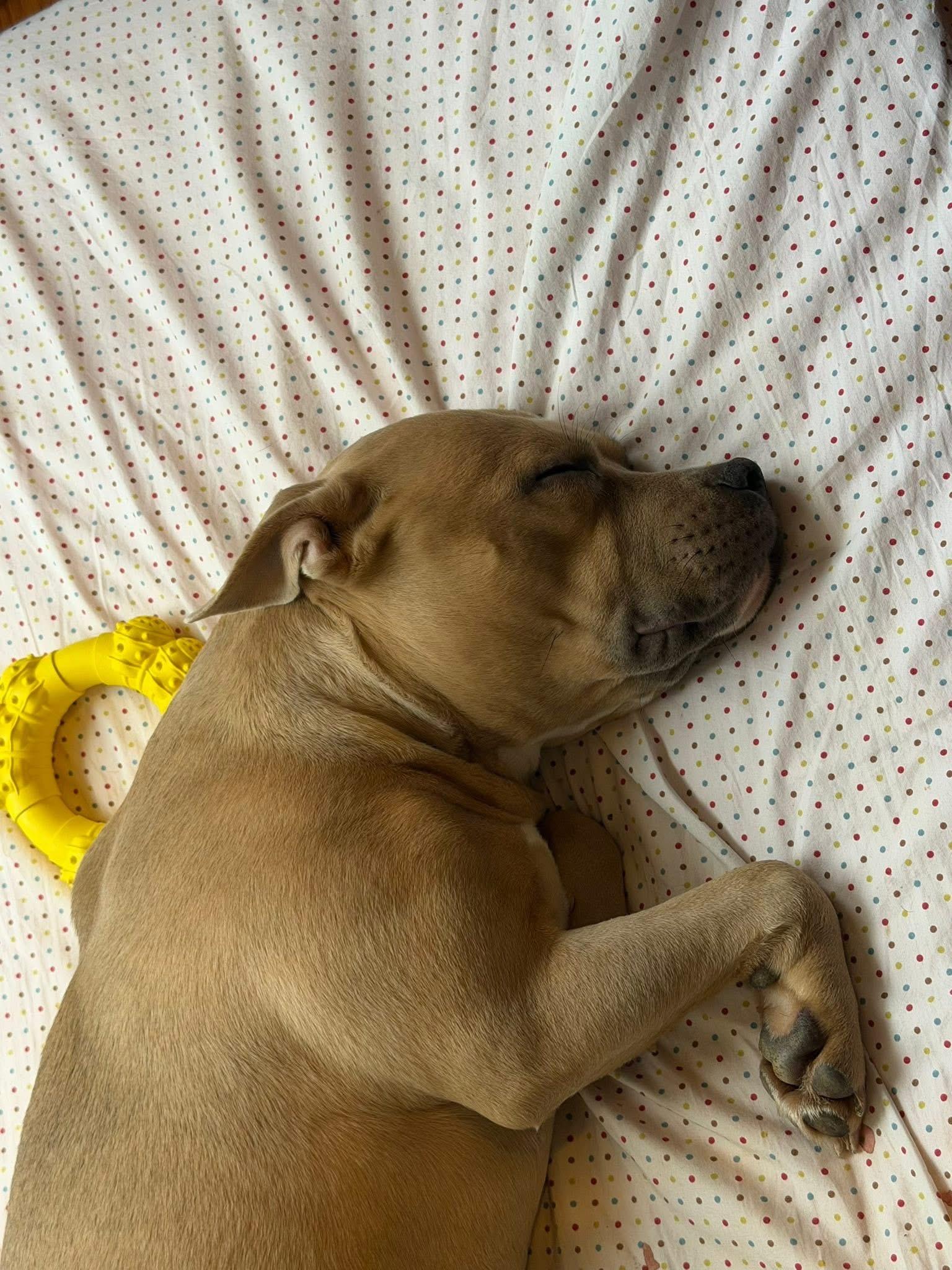 Sissy, a ADOPTABLE mixed breed in Chesapeake Beach, MD image 2/6