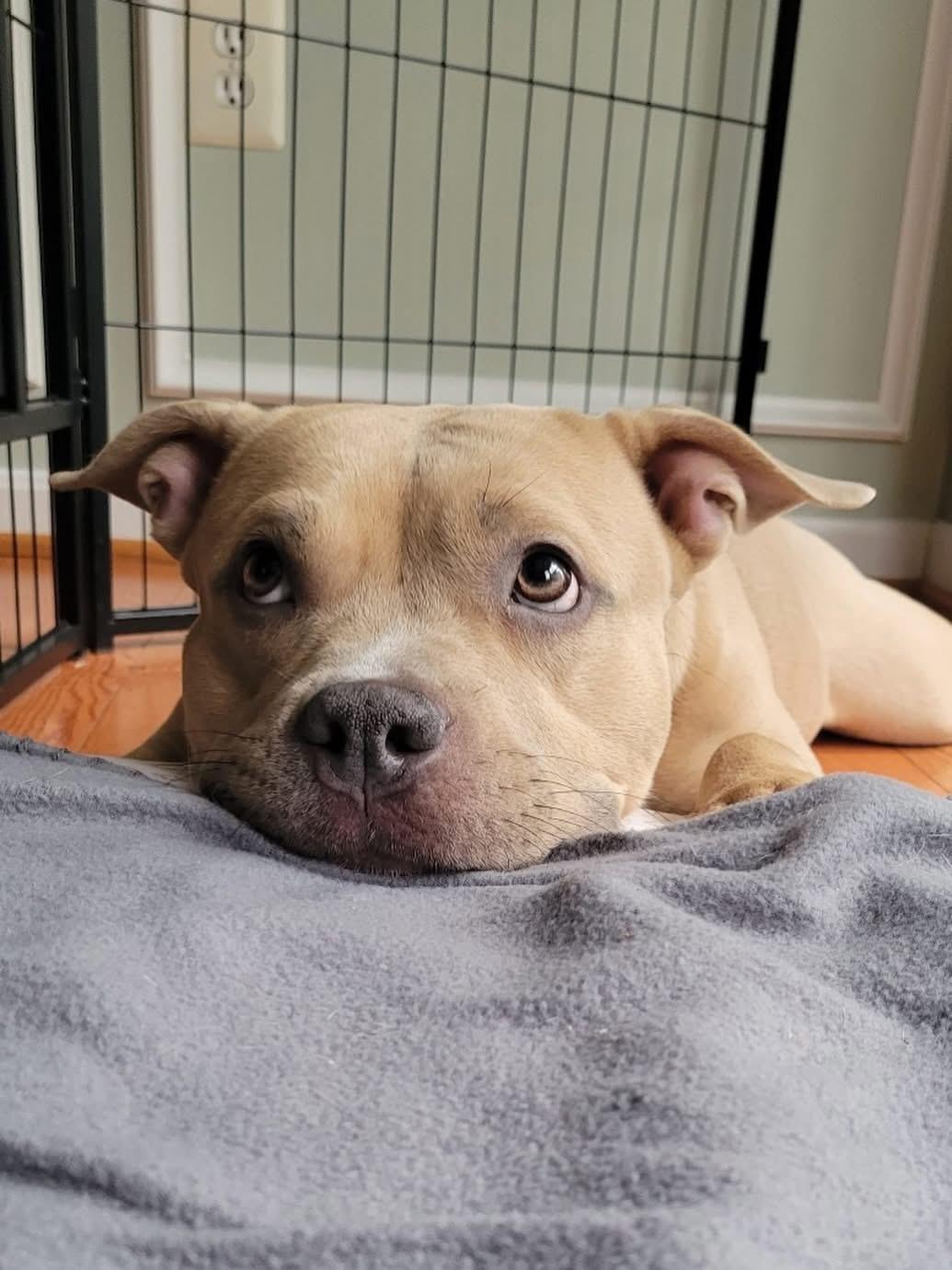 Sissy, an adoption pending mixed breed in Chesapeake Beach, MD image 1/6