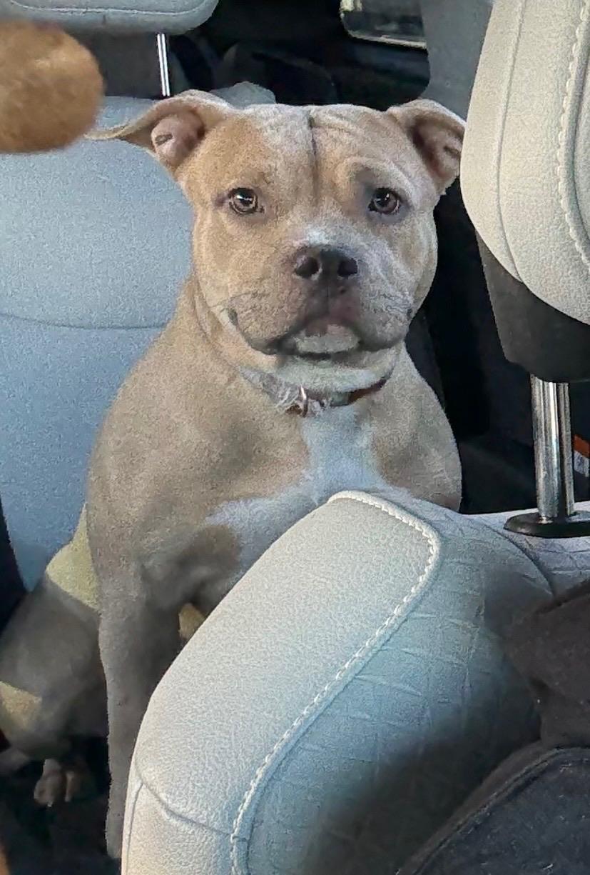 Sissy, a ADOPTABLE mixed breed in Chesapeake Beach, MD image 1/6