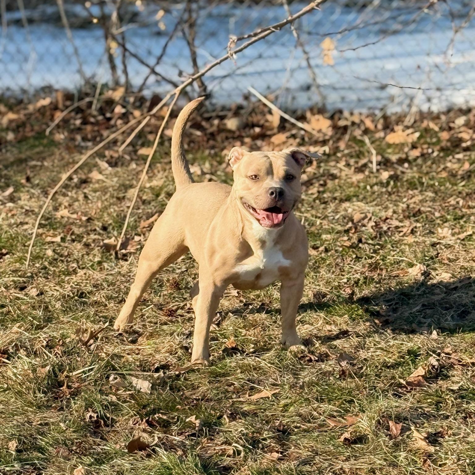 Sissy, a ADOPTABLE mixed breed in Chesapeake Beach, MD image 4/6