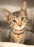Oliver, a ADOPTABLE Domestic Short Hair in Heathsville, VA image 1/2