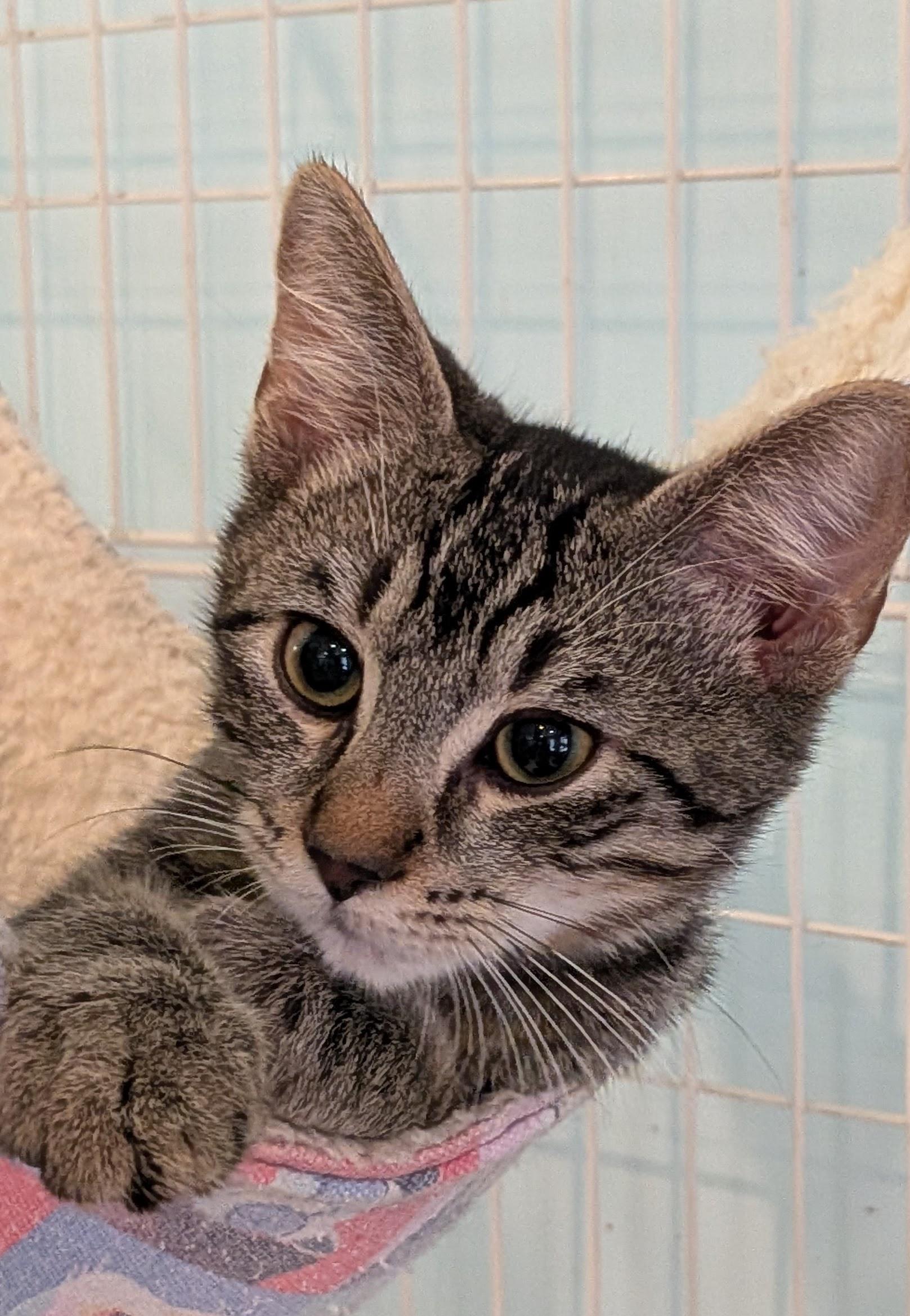 Oliver, a ADOPTABLE Domestic Short Hair in Heathsville, VA image 2/2