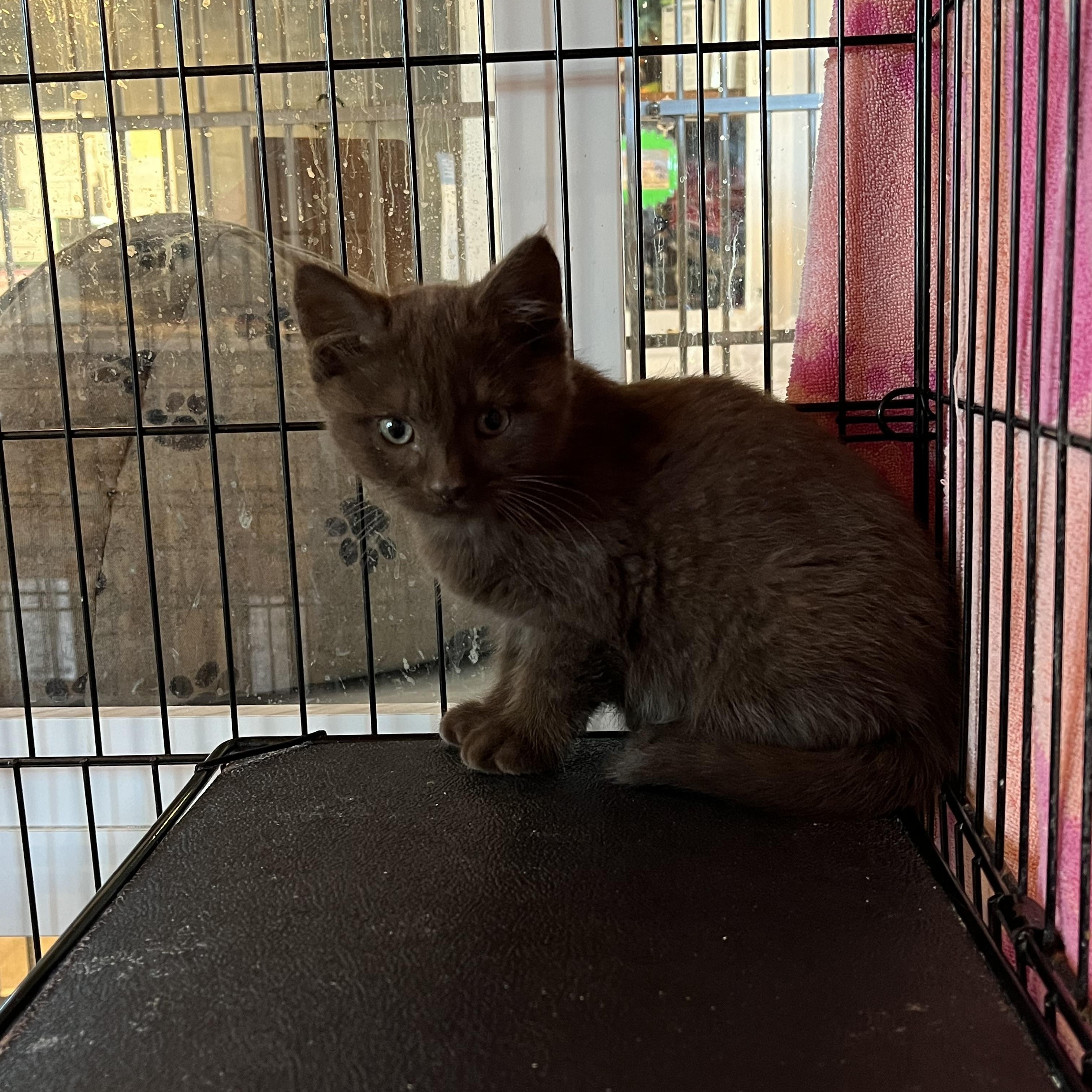 Lindt, an adopted Domestic Short Hair in Salisbury, MA image 5/5