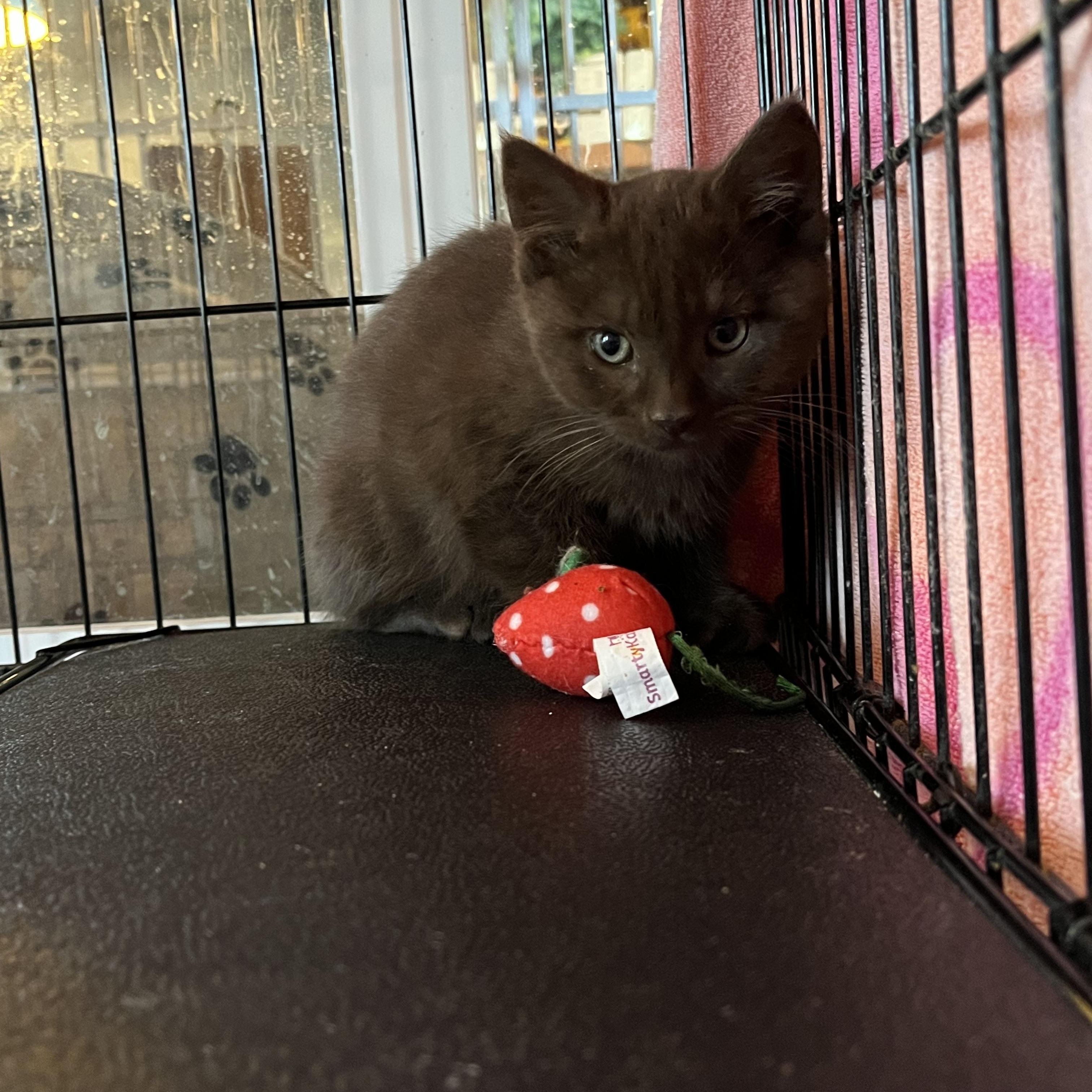 Lindt, an adopted Domestic Short Hair in Salisbury, MA image 2/5