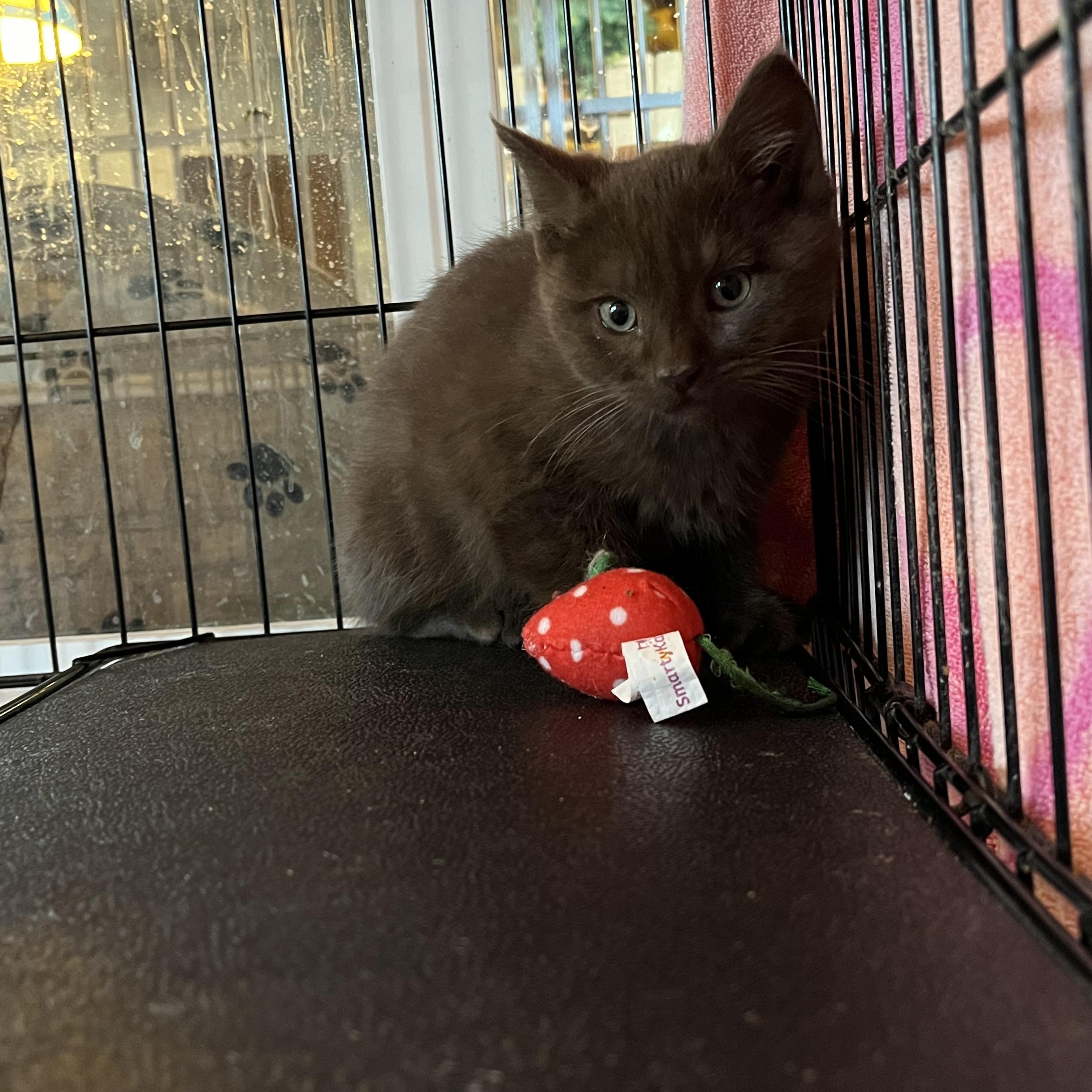 Lindt, an adopted Domestic Short Hair in Salisbury, MA image 4/5