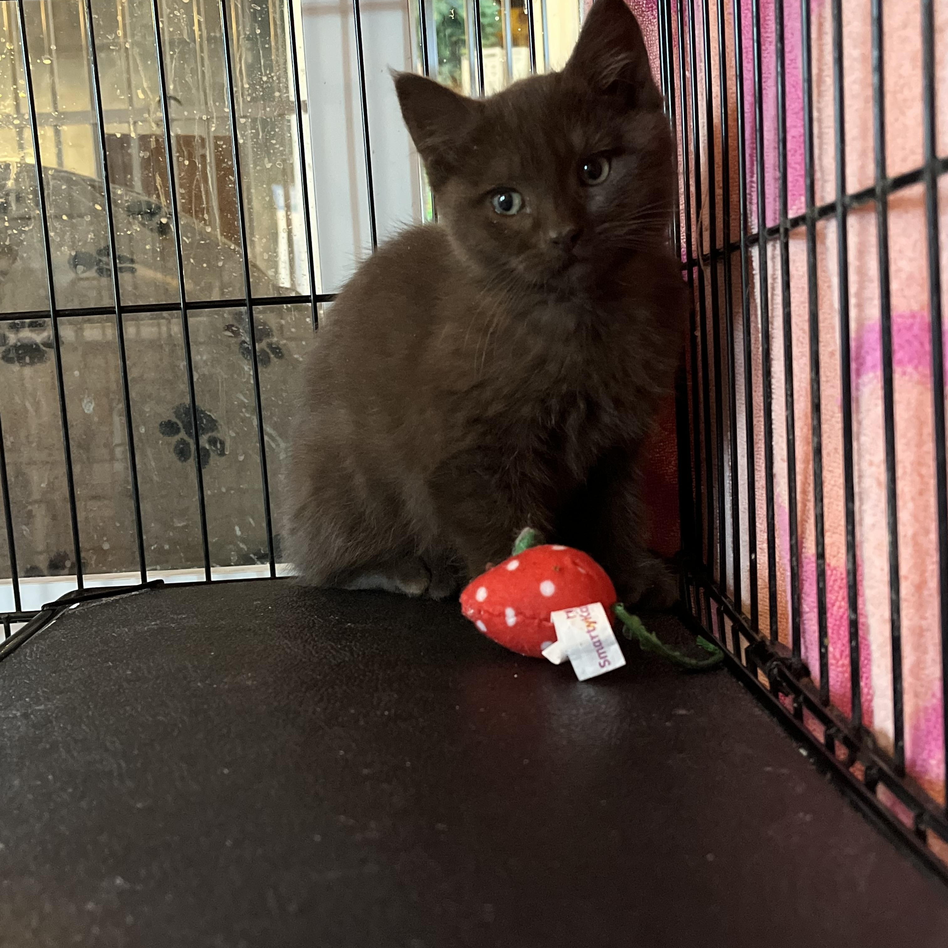 Lindt, an adopted Domestic Short Hair in Salisbury, MA image 3/5