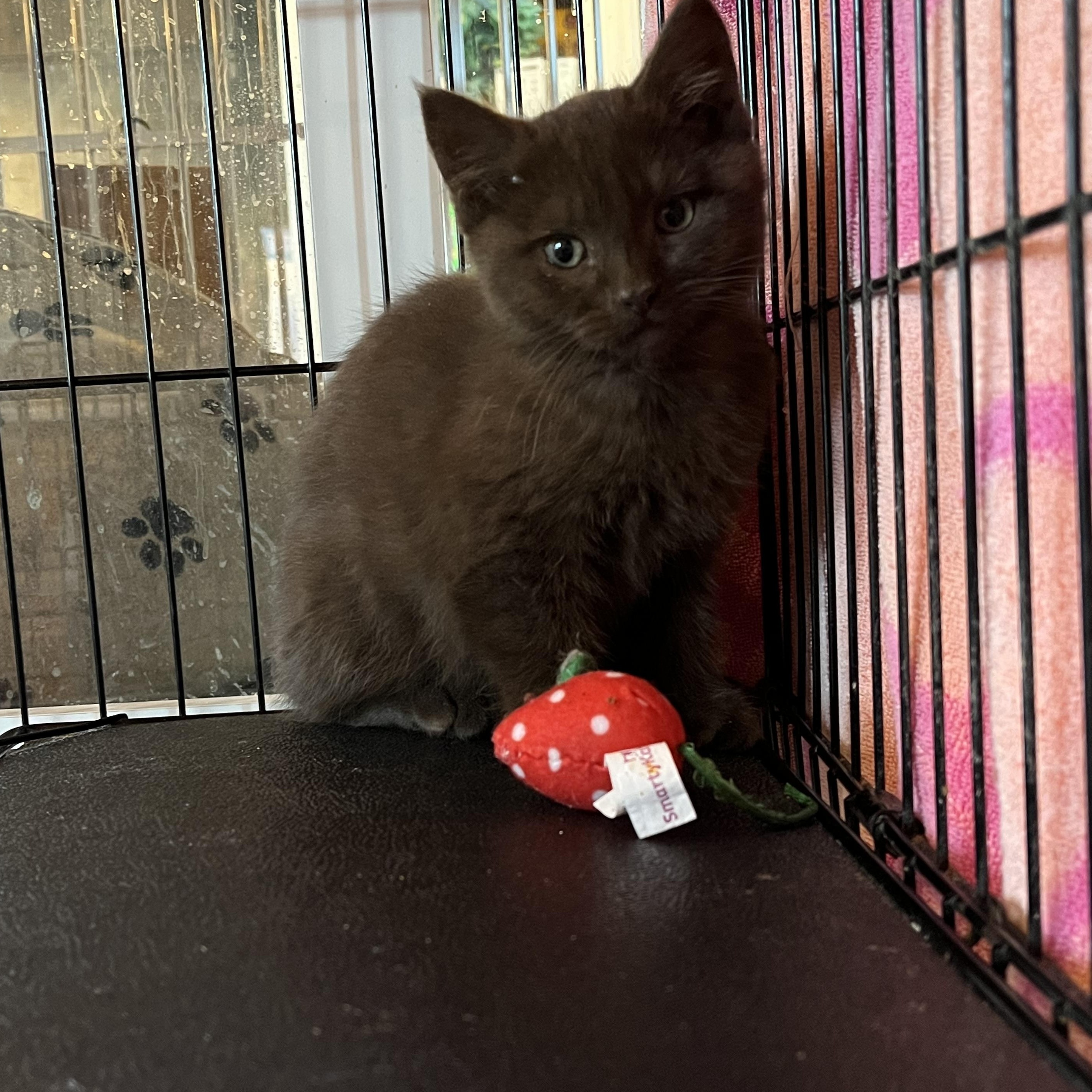 Lindt, adopted, Kitten Male Domestic Short Hair.