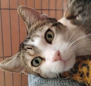 Enlarge PATCHES, a Adopted mixed breed in Battle Creek, MI image 1/1