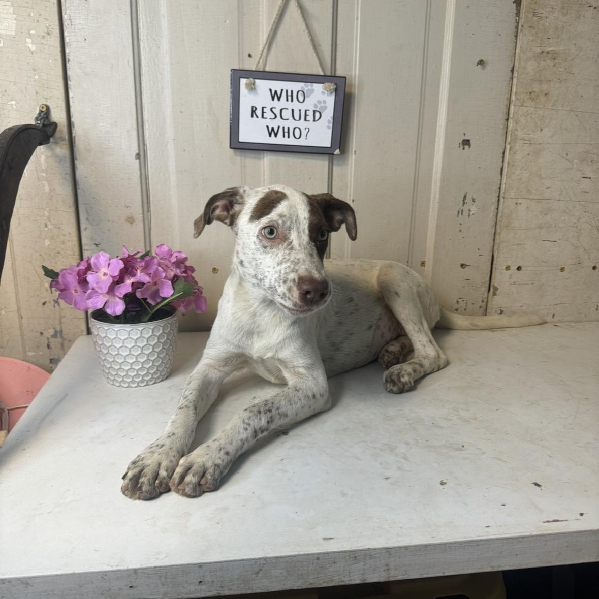 Dog for adoption Everly, an Australian Cattle Dog / Blue Heeler