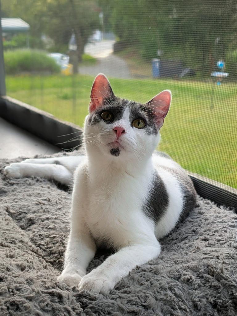 Sara Lee, a Adoptable mixed breed in Shelton, WA image 4/6
