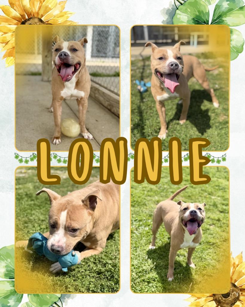Macy/Lonnie, Adoptable, Young Female Staffordshire Bull Terrier.