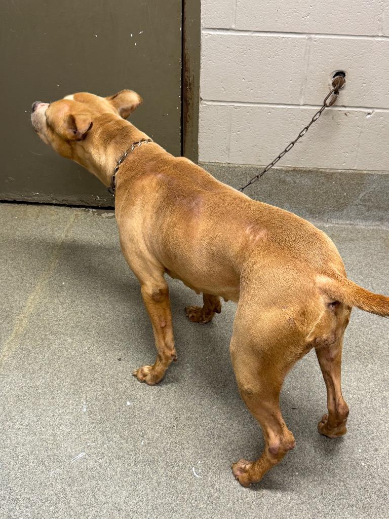 Enlarge Macy/Lonnie, a Adoptable mixed breed in Hopkinsville, KY image 1/6