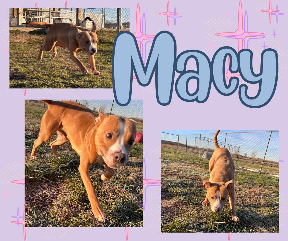 Enlarge Macy/Lonnie, a Adoptable mixed breed in Hopkinsville, KY image 2/6