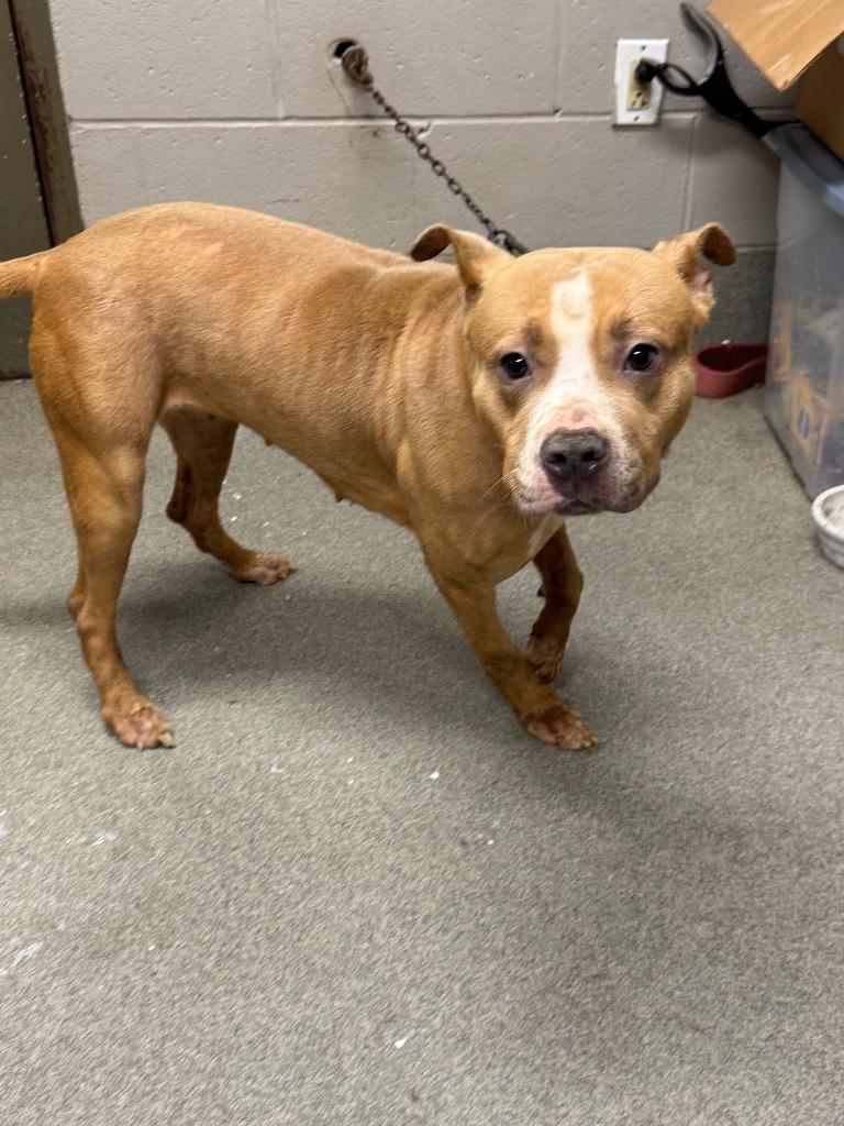 Enlarge Macy/Lonnie, a Adoptable mixed breed in Hopkinsville, KY image 3/6