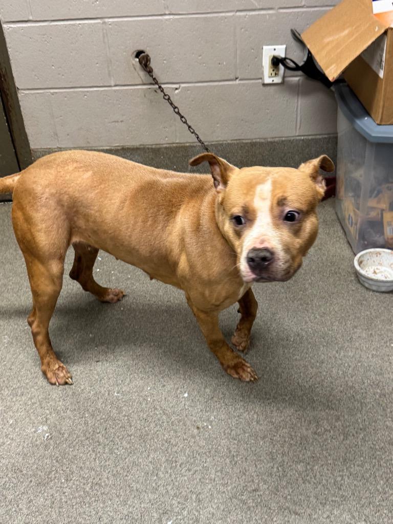 Enlarge Macy/Lonnie, a Adoptable mixed breed in Hopkinsville, KY image 4/6