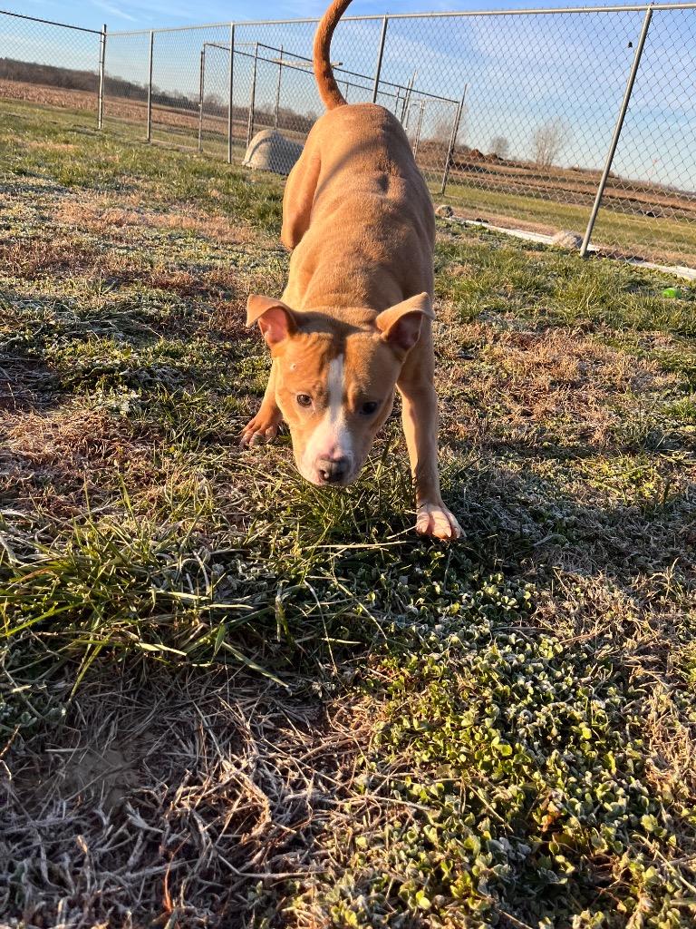 Enlarge Macy/Lonnie, a Adoptable mixed breed in Hopkinsville, KY image 5/6