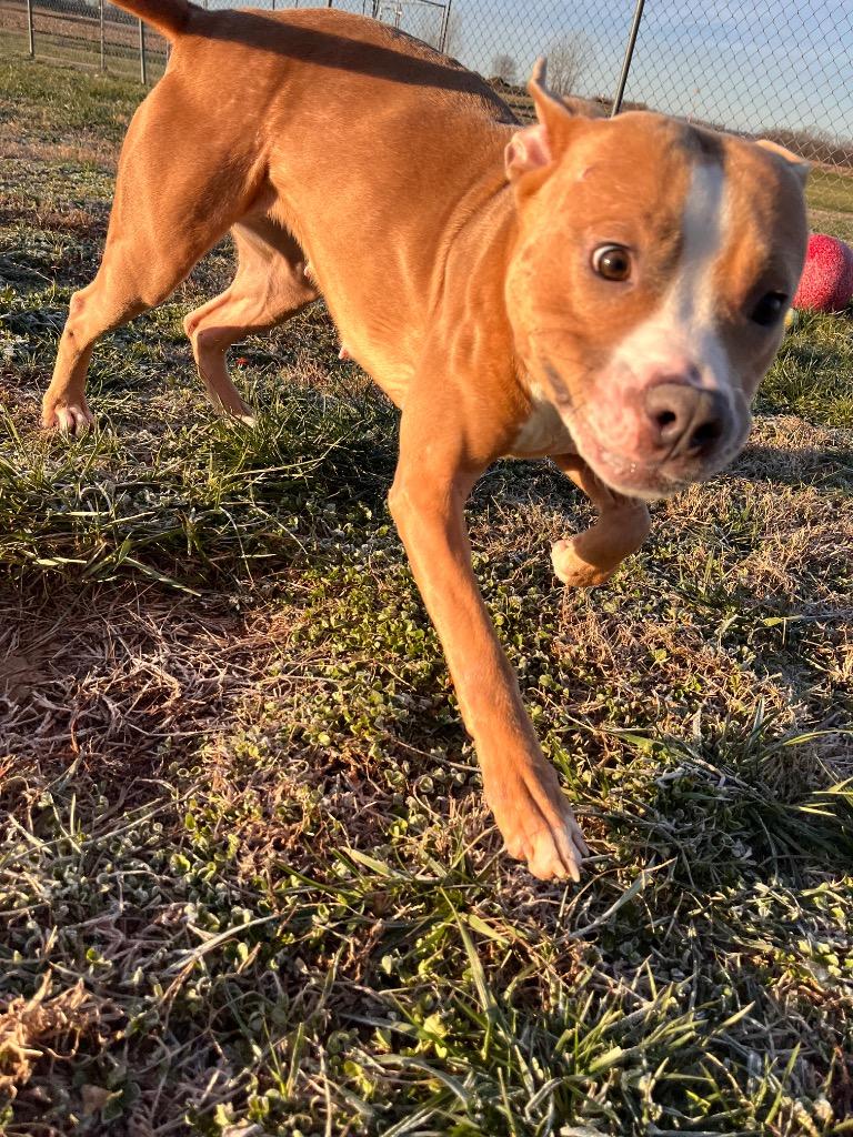 Enlarge Macy/Lonnie, a Adoptable mixed breed in Hopkinsville, KY image 6/6