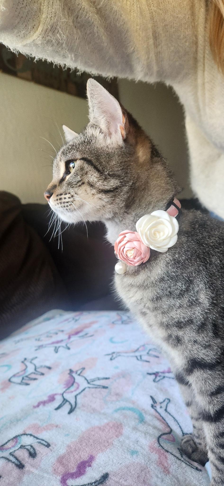 Tabitha, a Adoptable American Shorthair in Willits , CA image 2/5