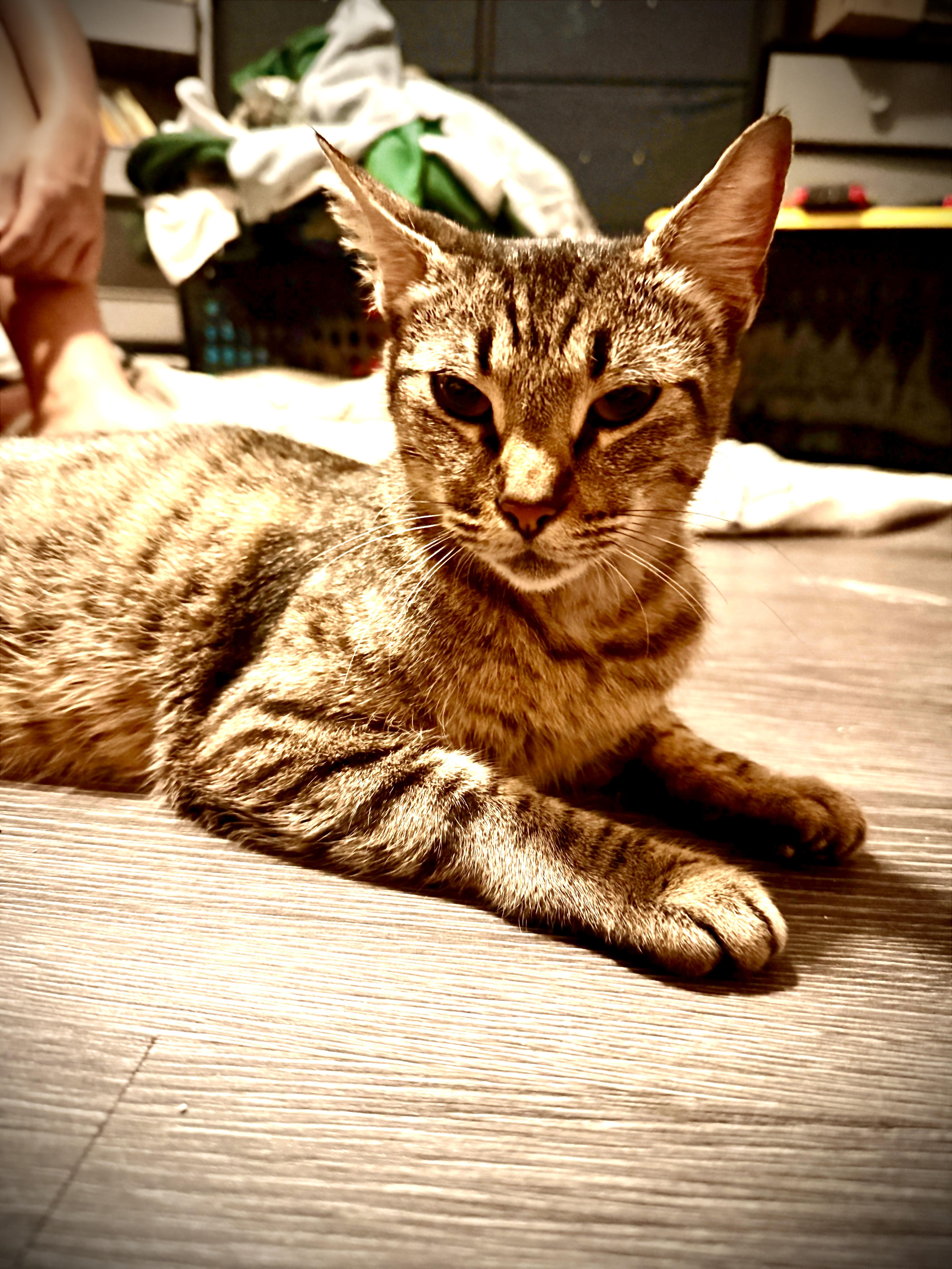 Tabitha, a Adoptable American Shorthair in Willits , CA image 3/5