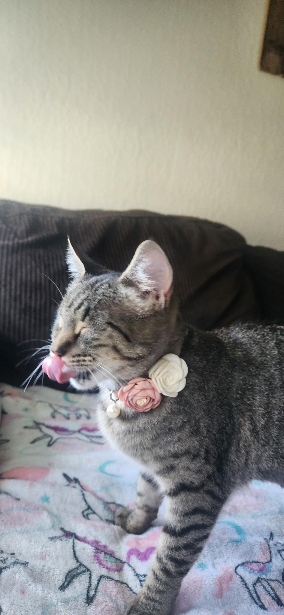 Tabitha, a Adoptable American Shorthair in Willits , CA image 4/5