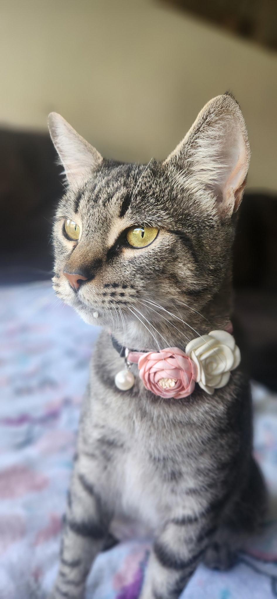 Tabitha, a Adoptable American Shorthair in Willits , CA image 5/5