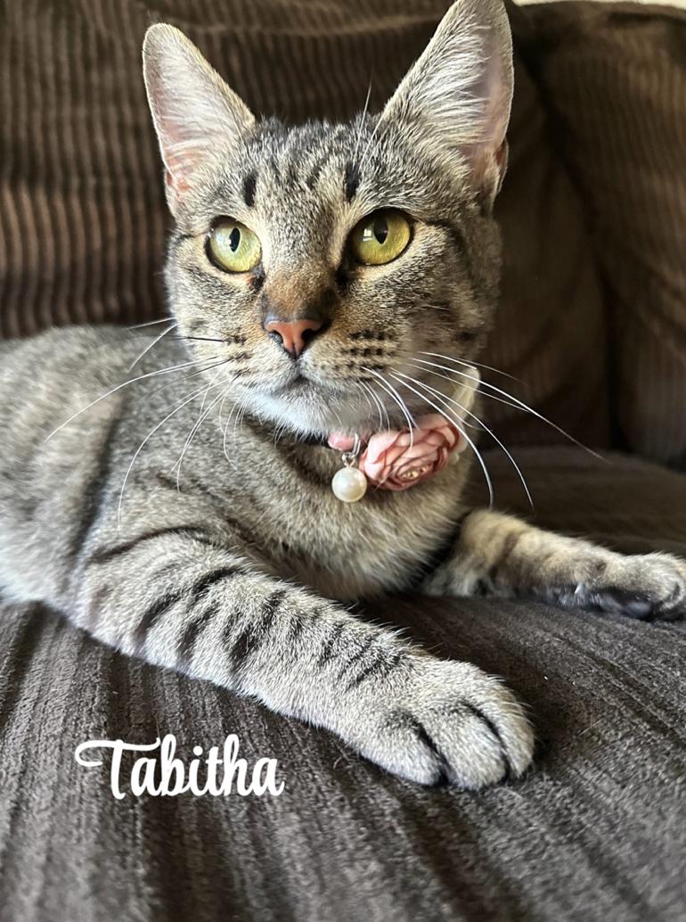 Tabitha, Adoptable, Adult Female American Shorthair.
