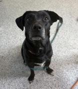 Enlarge Michelle, a ADOPTABLE Labrador Retriever in Potsdam, NY image 4/4