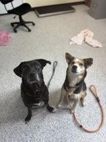 Enlarge Michelle, a ADOPTABLE Labrador Retriever in Potsdam, NY image 3/4
