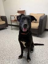 Michelle, ADOPTABLE, Senior Female Labrador Retriever.