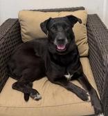 Enlarge Michelle, a ADOPTABLE Labrador Retriever in Potsdam, NY image 2/4