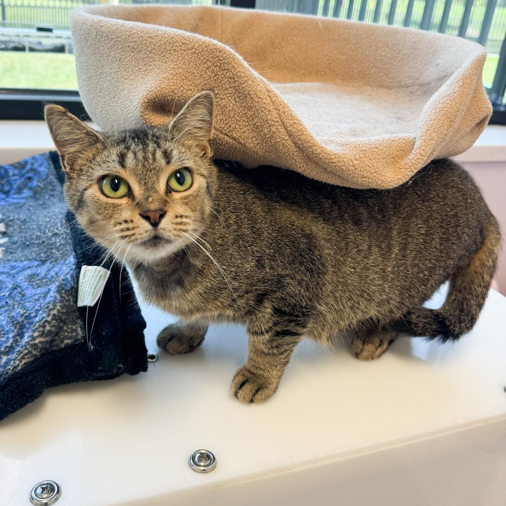 Alex, Adoptable, Young Female Domestic Short Hair.