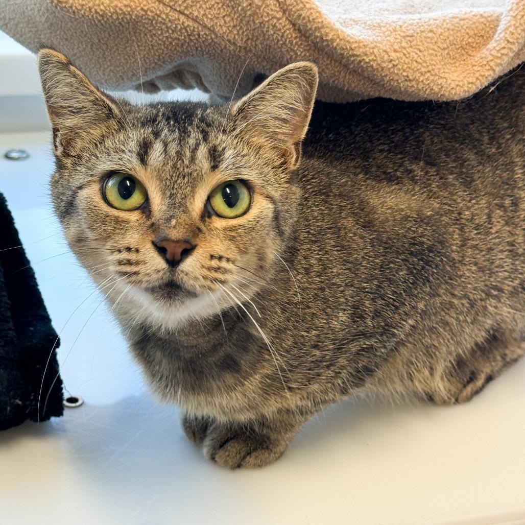 Enlarge Alex, a Adoptable Domestic Short Hair in Fort Wayne, IN image 2/3