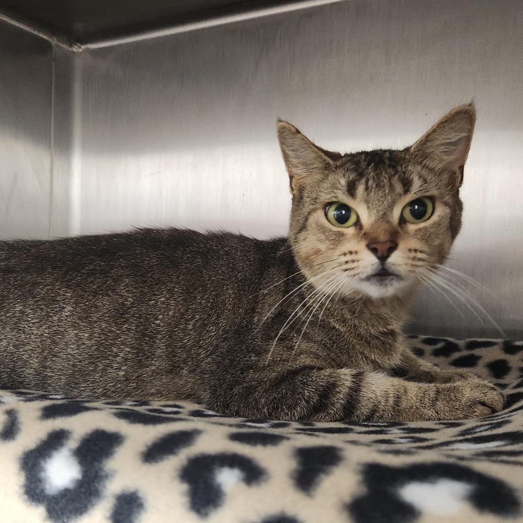Enlarge Alex, a Adoptable Domestic Short Hair in Fort Wayne, IN image 3/3