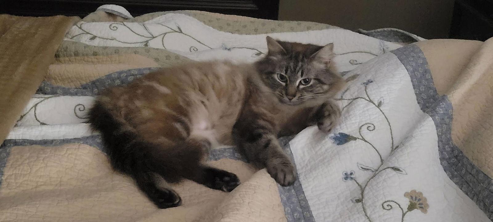 Prissy, Adoptable, Adult Female Domestic Long Hair.