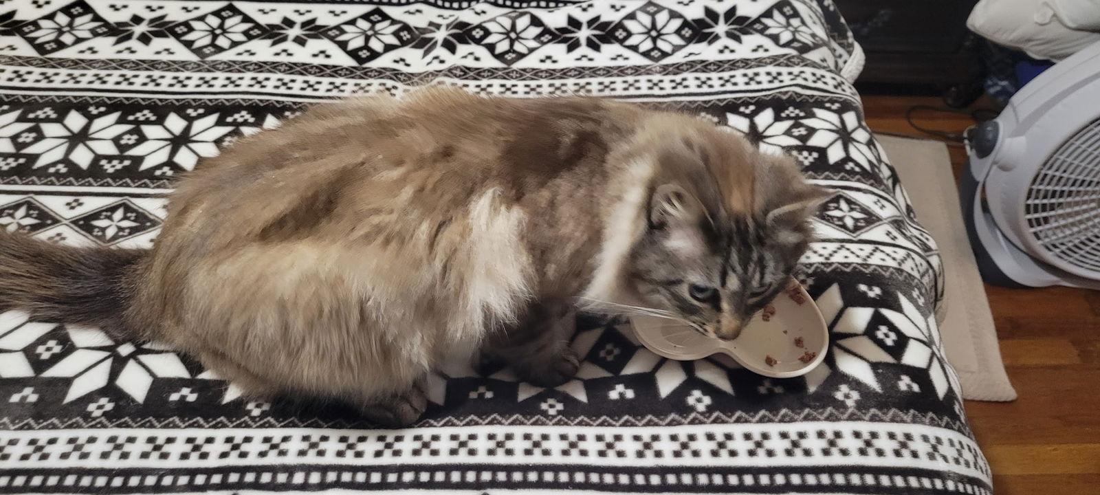 Enlarge Prissy, a Adoptable Domestic Long Hair in Roanoke, AL image 2/3