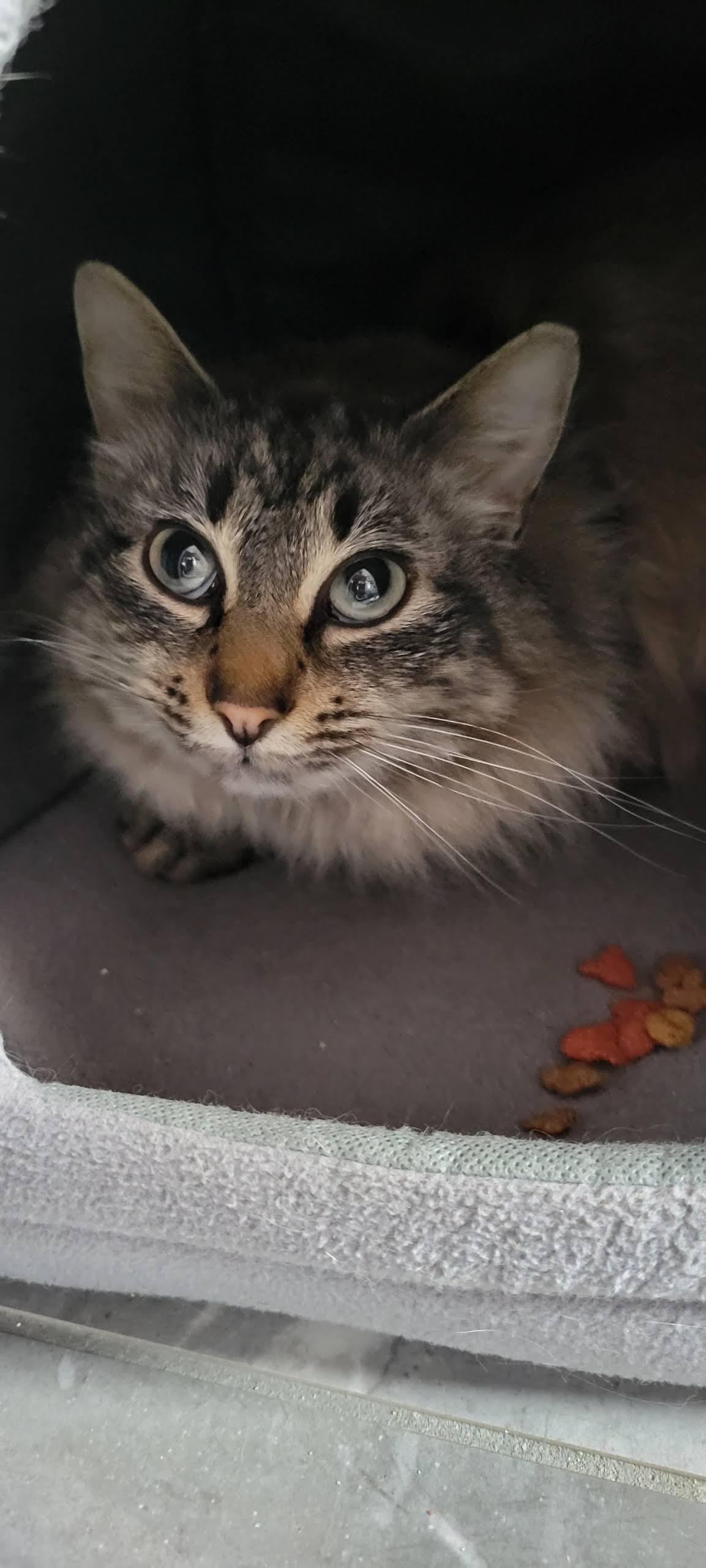 Enlarge Prissy, a Adoptable Domestic Long Hair in Roanoke, AL image 3/3
