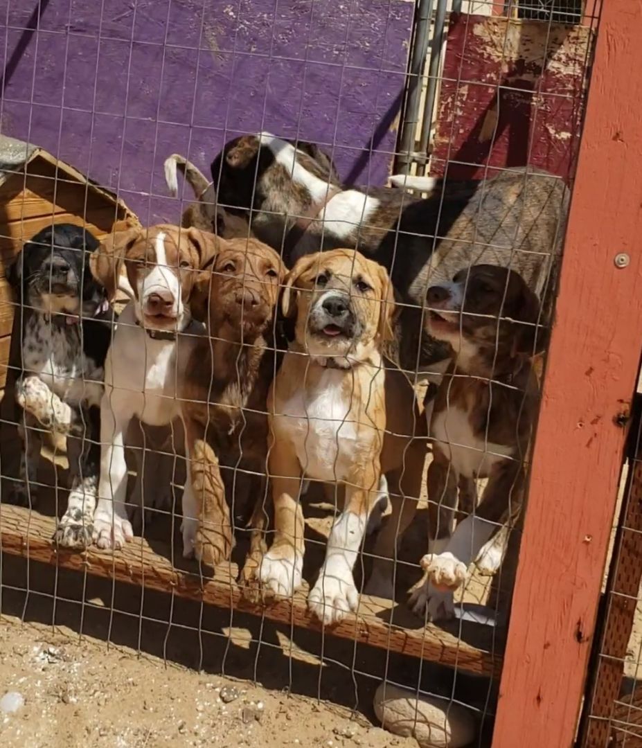 Enlarge Great Dane mix puppies , a Adopted mixed breed in Yucca Valley, CA image 1/2