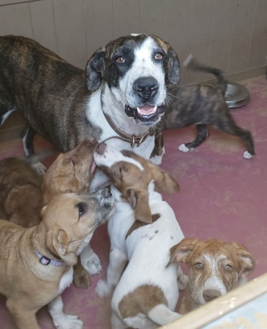 Enlarge Great Dane mix puppies , a Adopted mixed breed in Yucca Valley, CA image 2/2