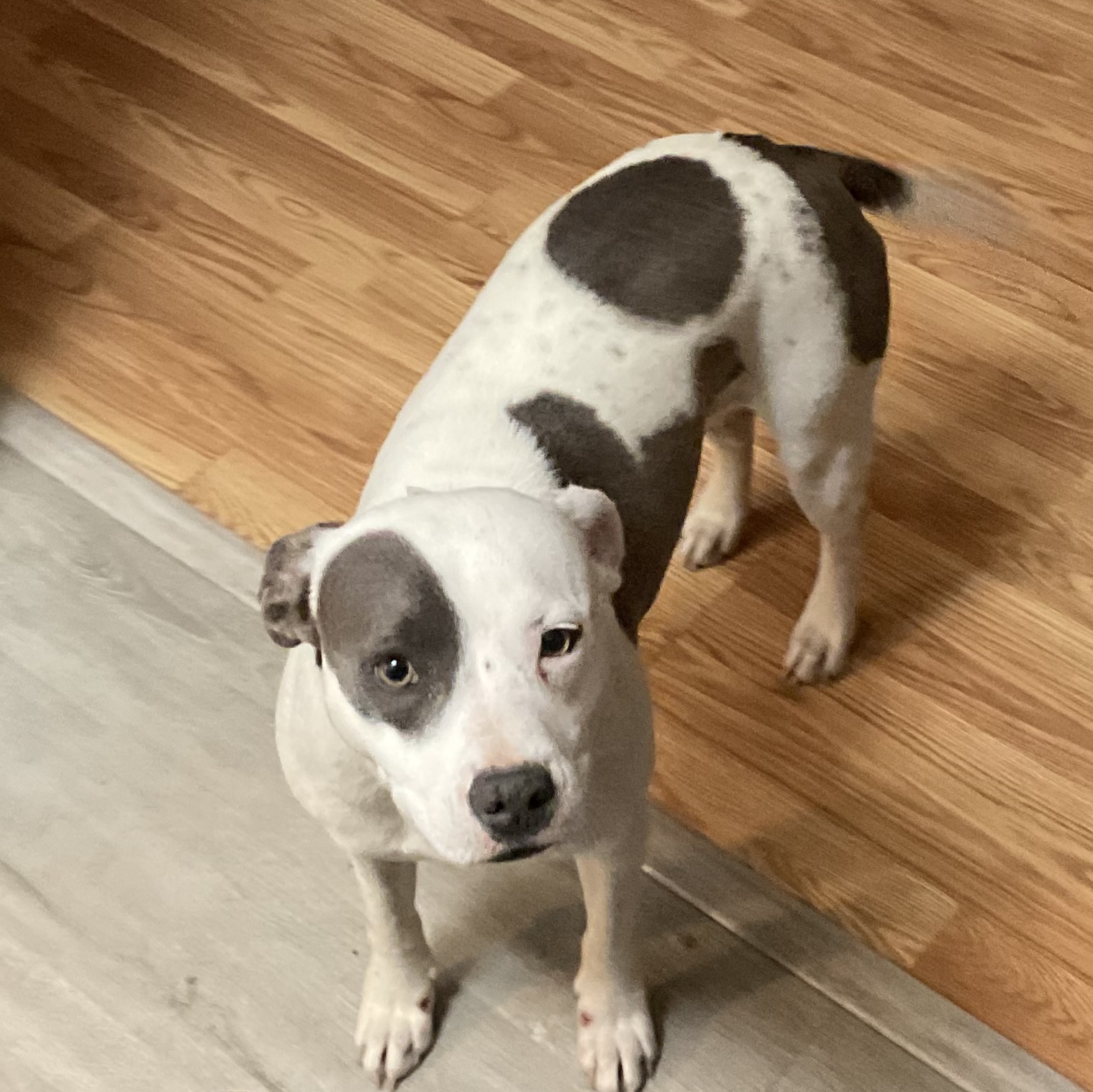 Enlarge Loo Loo, a Adoptable mixed breed in Boonton, NJ image 3/4