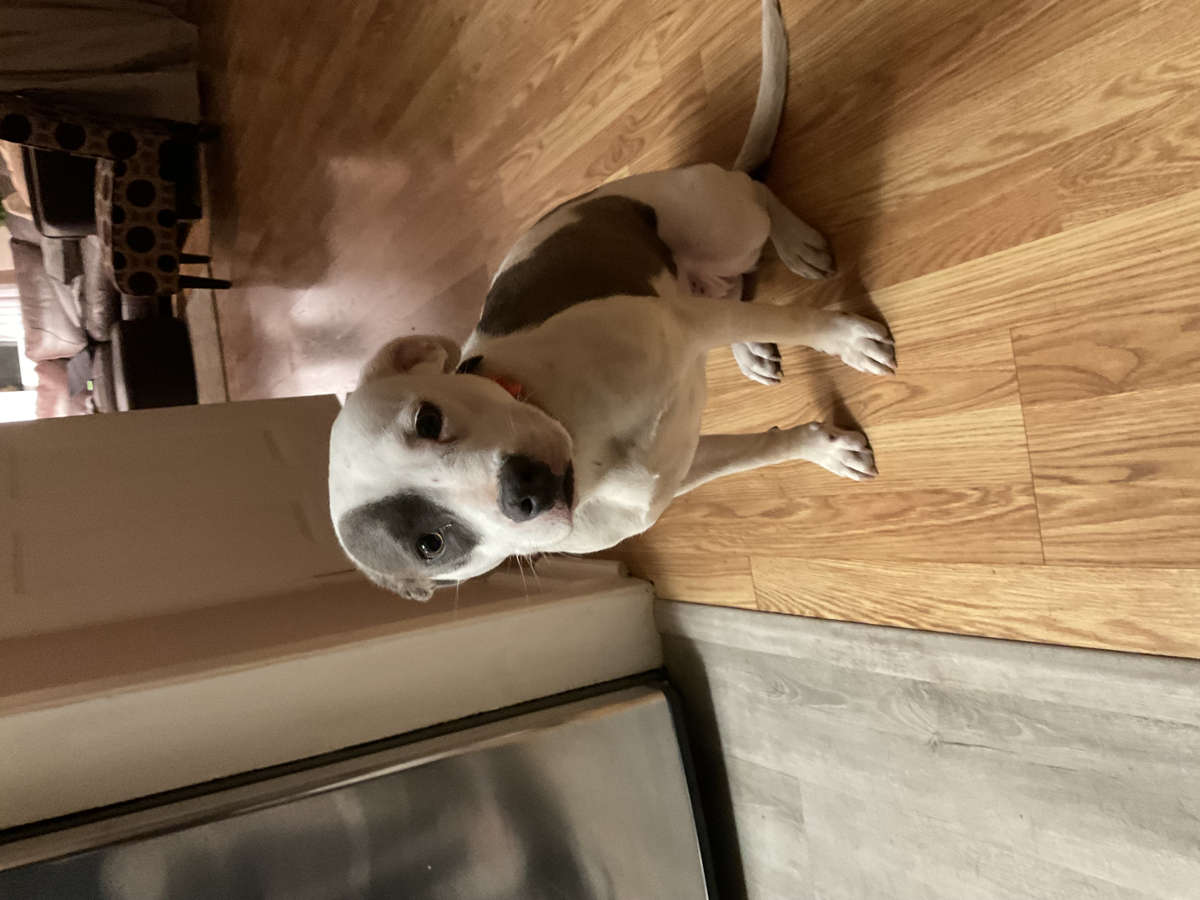 Enlarge Loo Loo, a Adoptable mixed breed in Boonton, NJ image 4/4