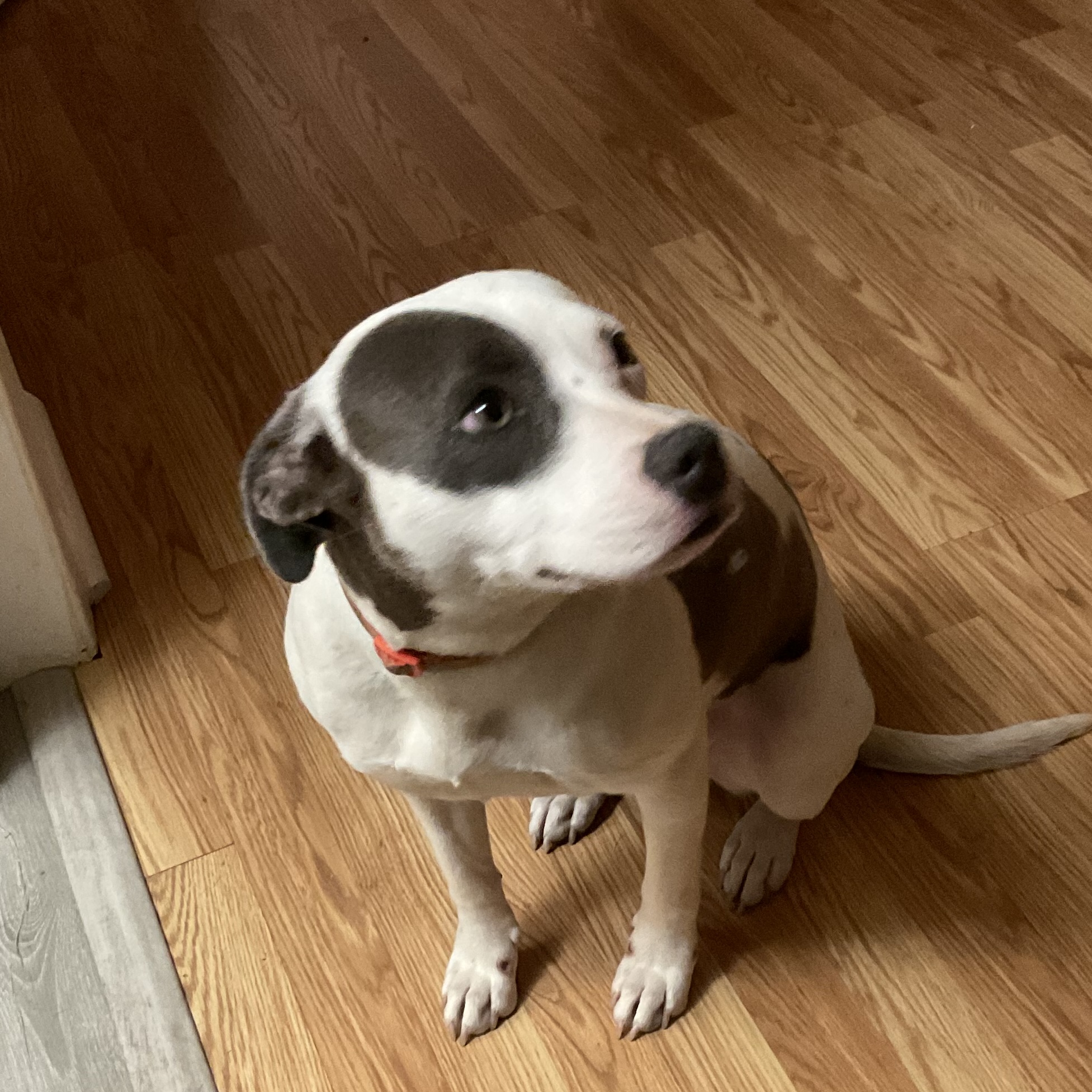 Enlarge Loo Loo, a Adoptable mixed breed in Boonton, NJ image 1/4
