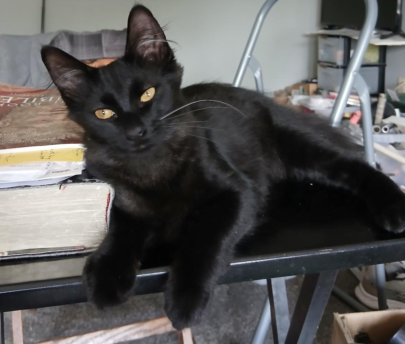 Enlarge Misha, a ADOPTABLE Domestic Medium Hair in Clawson, MI image 1/1