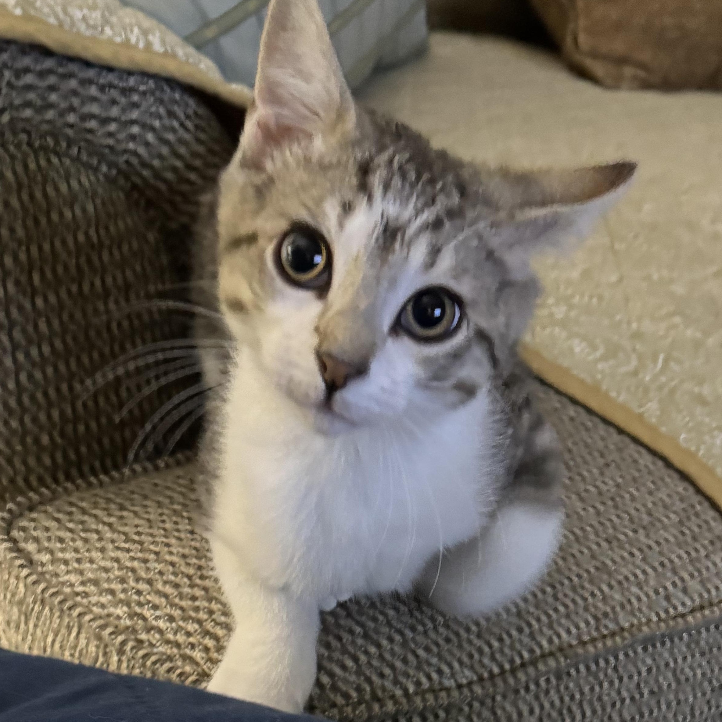 Chandler, a ADOPTABLE Domestic Short Hair in Flushing, NY image 1/5