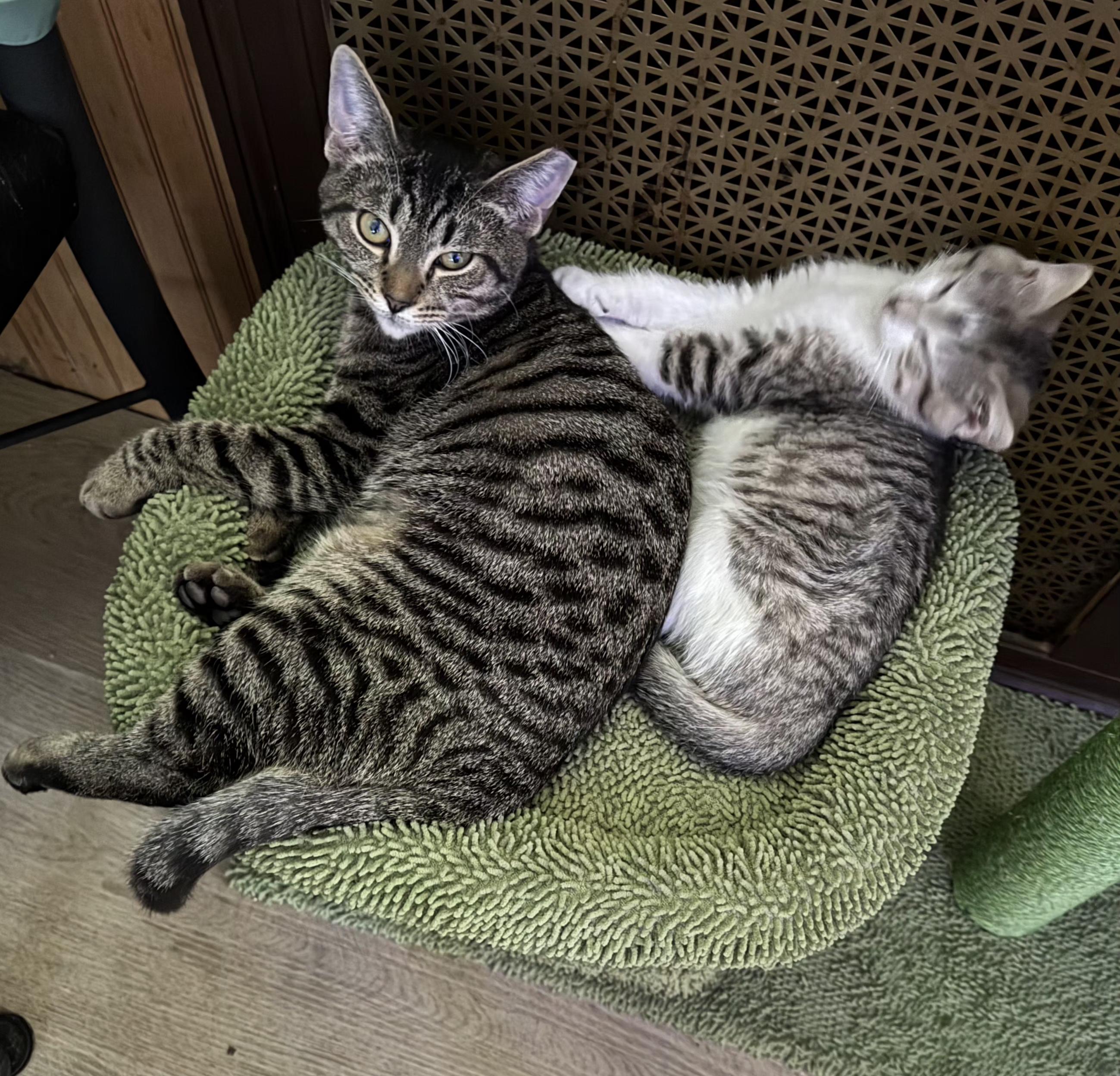 Miracle and Chandler, ADOPTABLE, Kitten Male Domestic Short Hair.